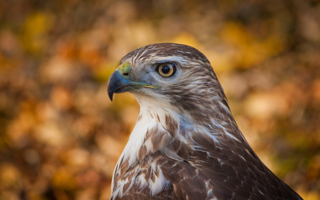 , , bird, , , , hawk, , bokeh