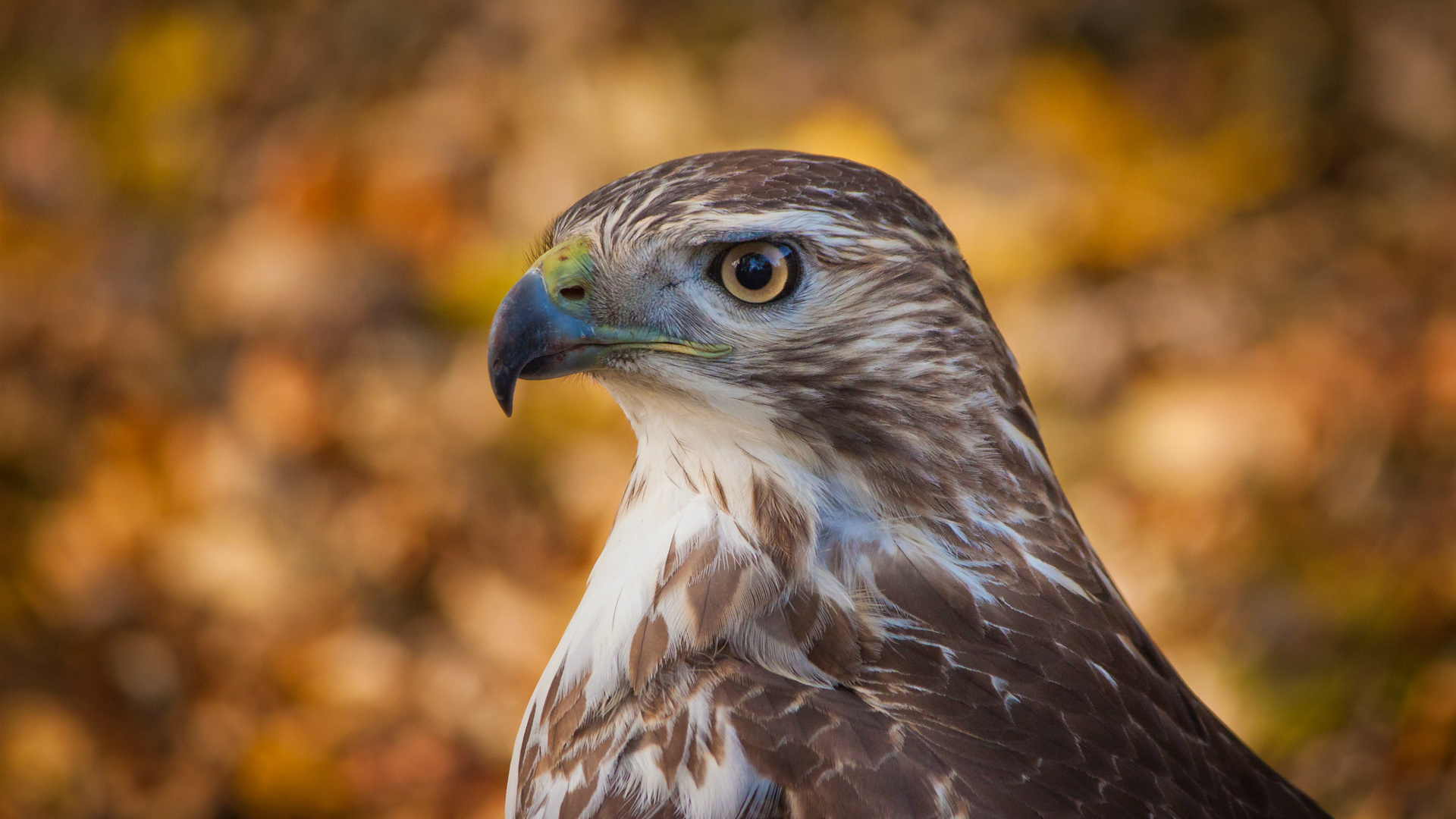 , , bird, , , , hawk, , bokeh