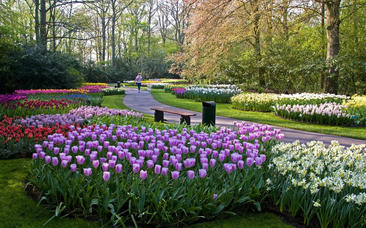 keukenhof lisse, netherlands, ,  , , 