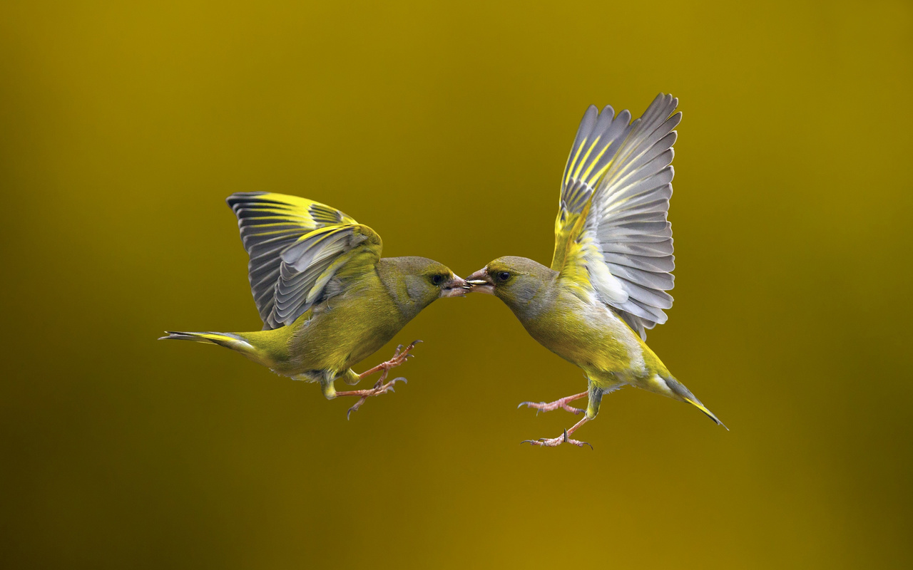 flying kiss, , , 