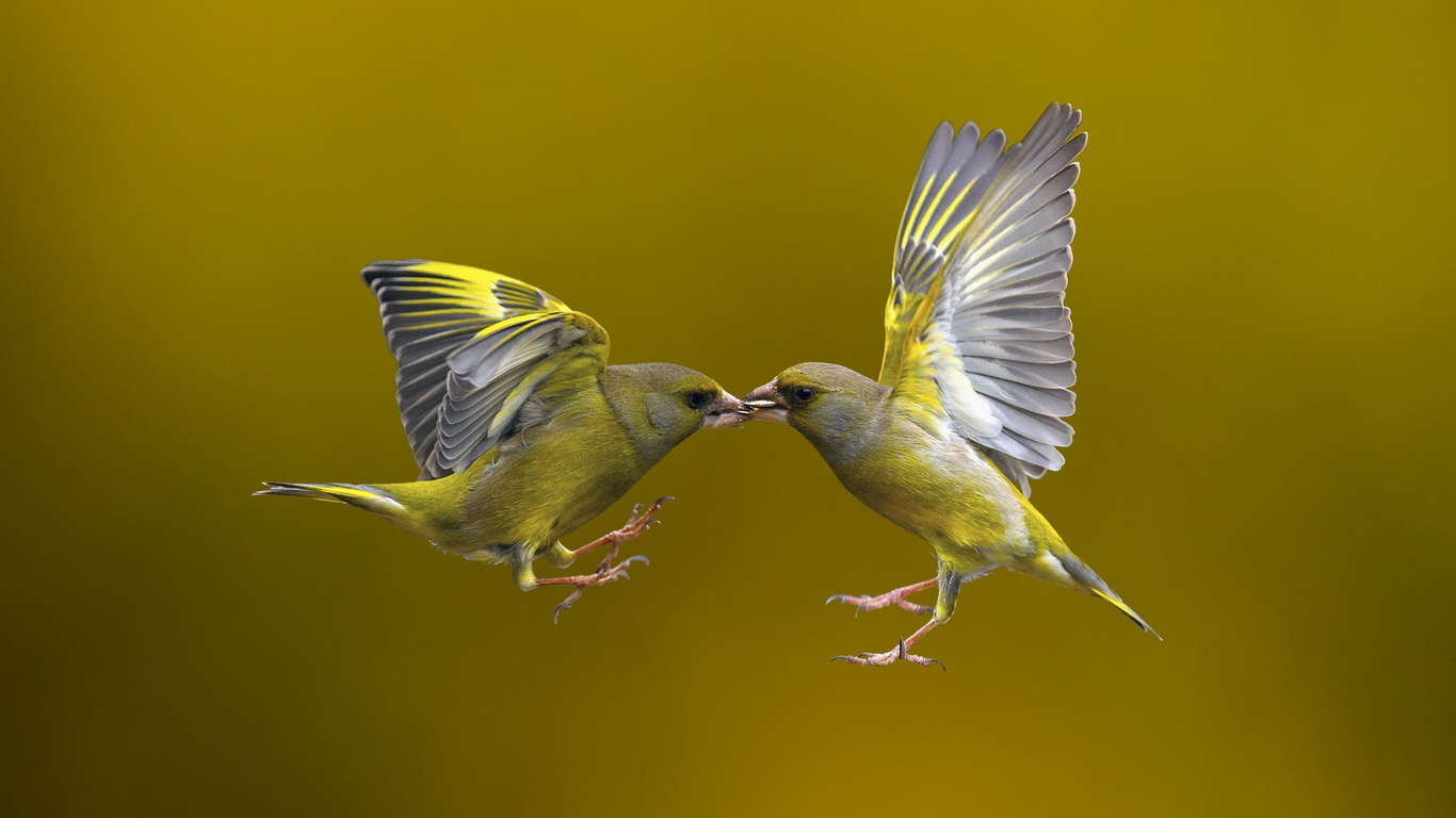 flying kiss, , , 