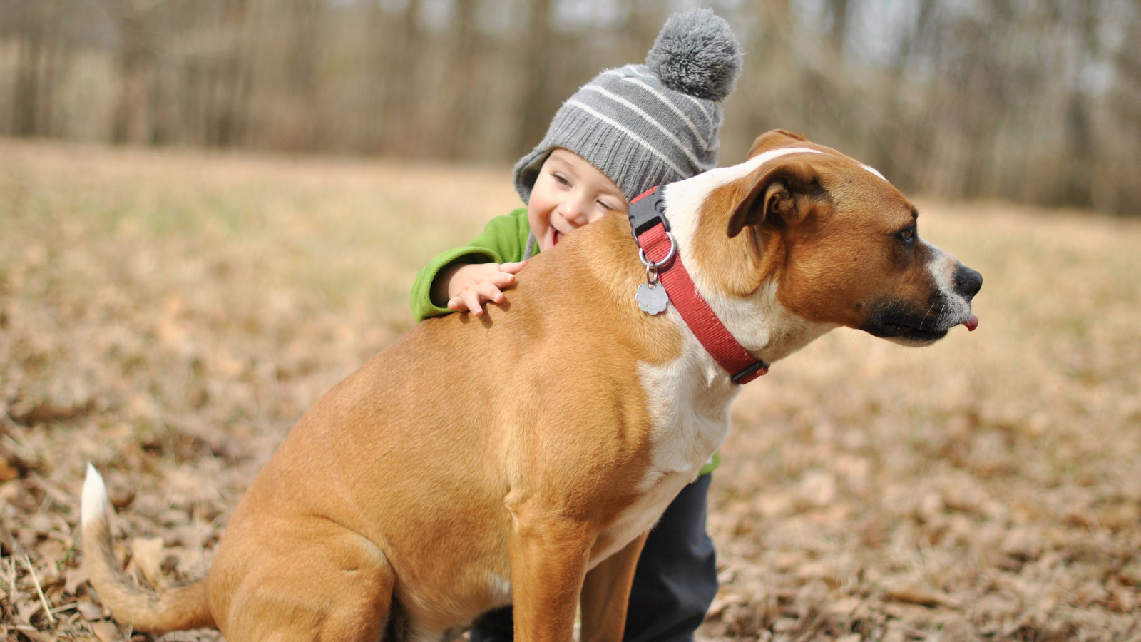 , , , , , , baby, boy, dog, friend, mood, joy, hugs, , , , , , , hd wallpapers, background, wallpaper, widescreen, fullscreen