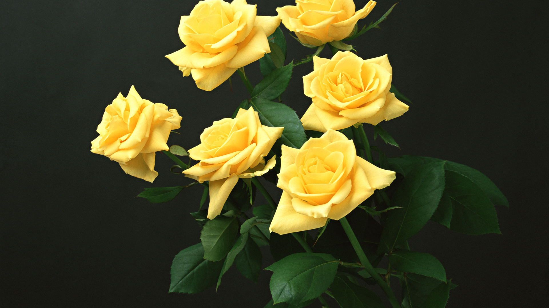 Картинки розы желтые на рабочий стол
