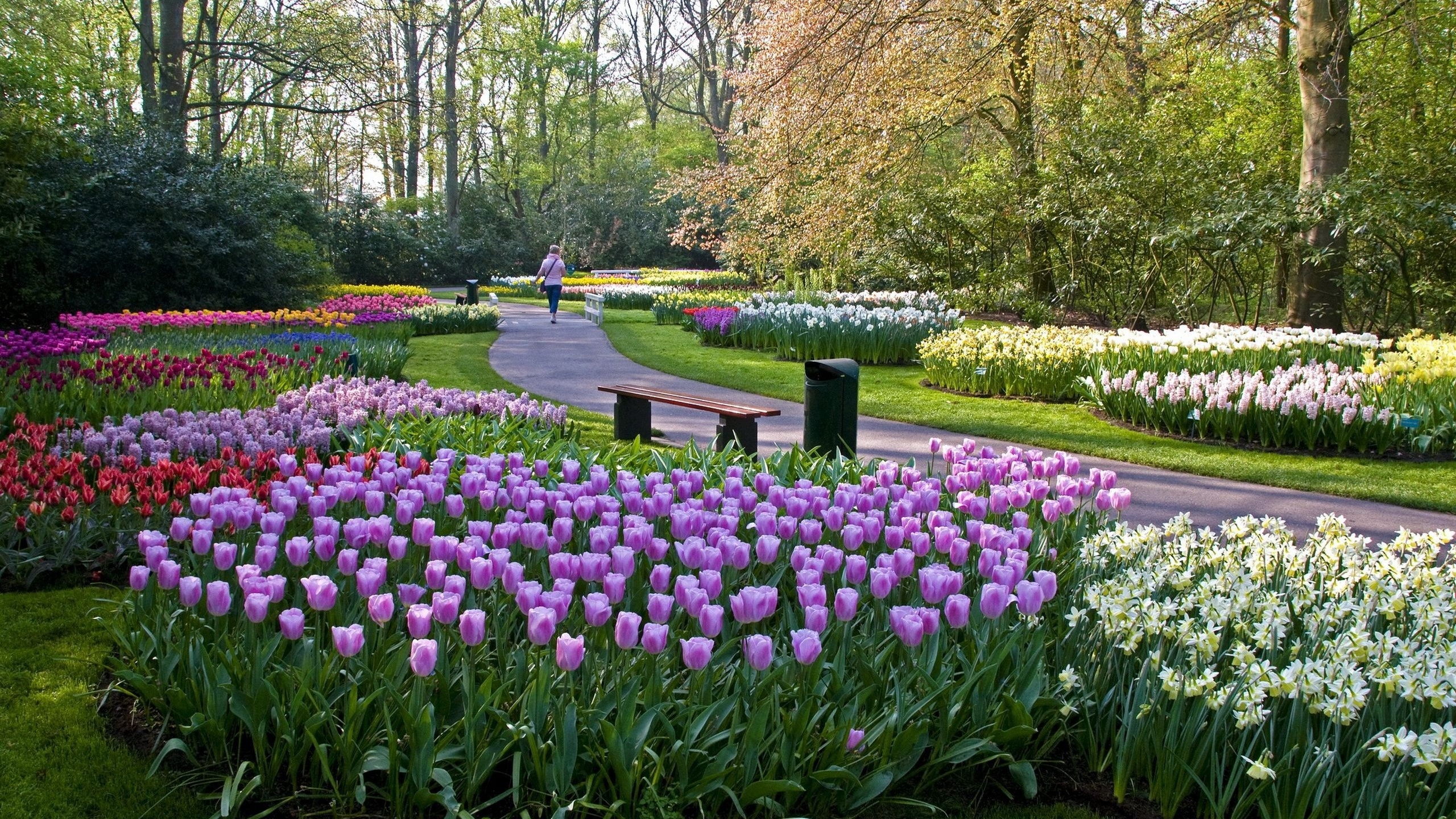 keukenhof lisse, netherlands, ,  , , 