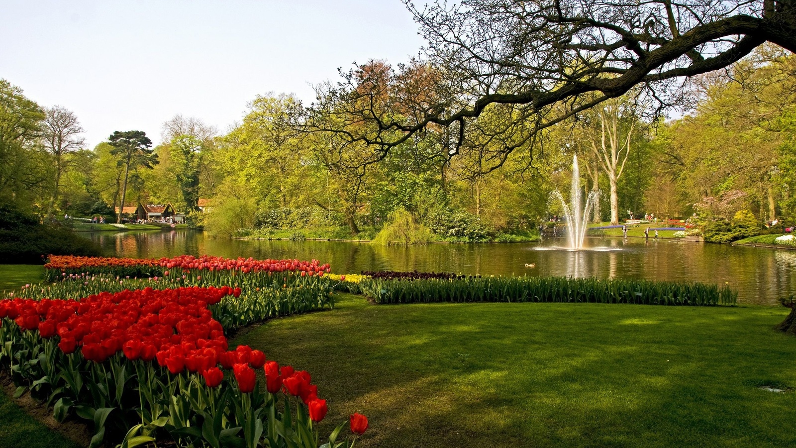 , , , , keukenhof lisse, , , , 