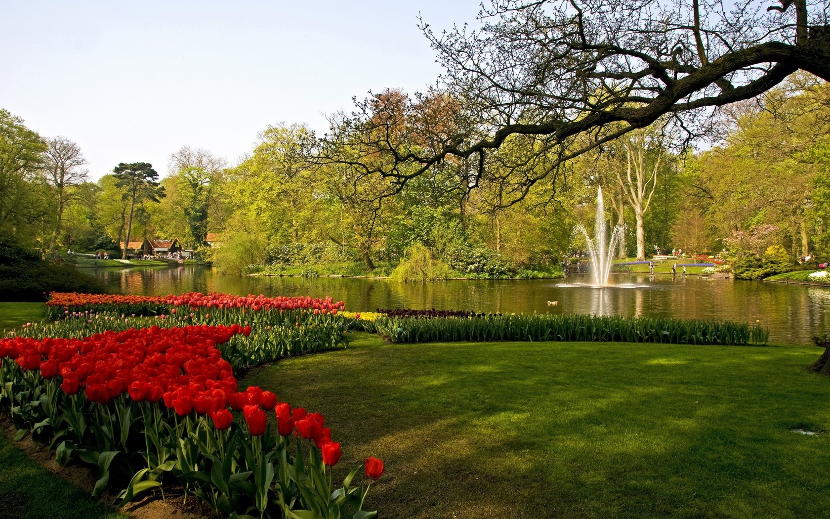 , , , , keukenhof lisse, , , , 