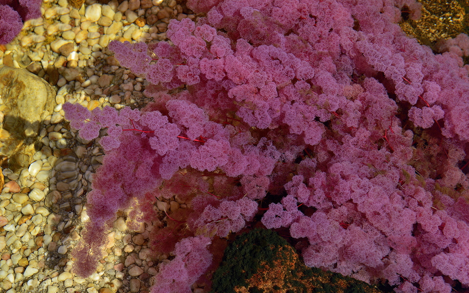 Розовые водоросли. Macarenia Clavijera. Clavija macarinence растение. Водоросли.