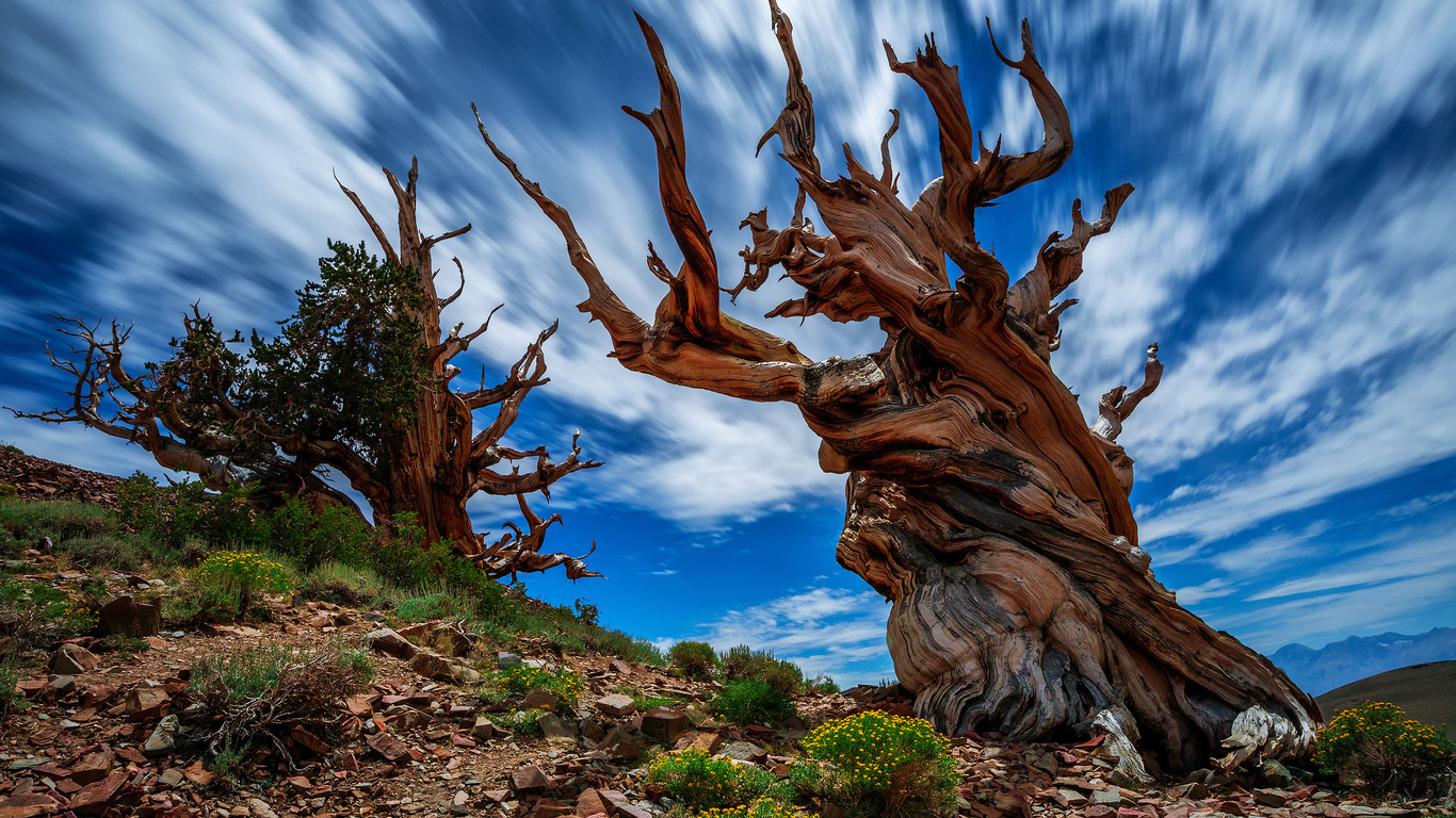 , , , ancient bristlecone pine forest, , , , , , 