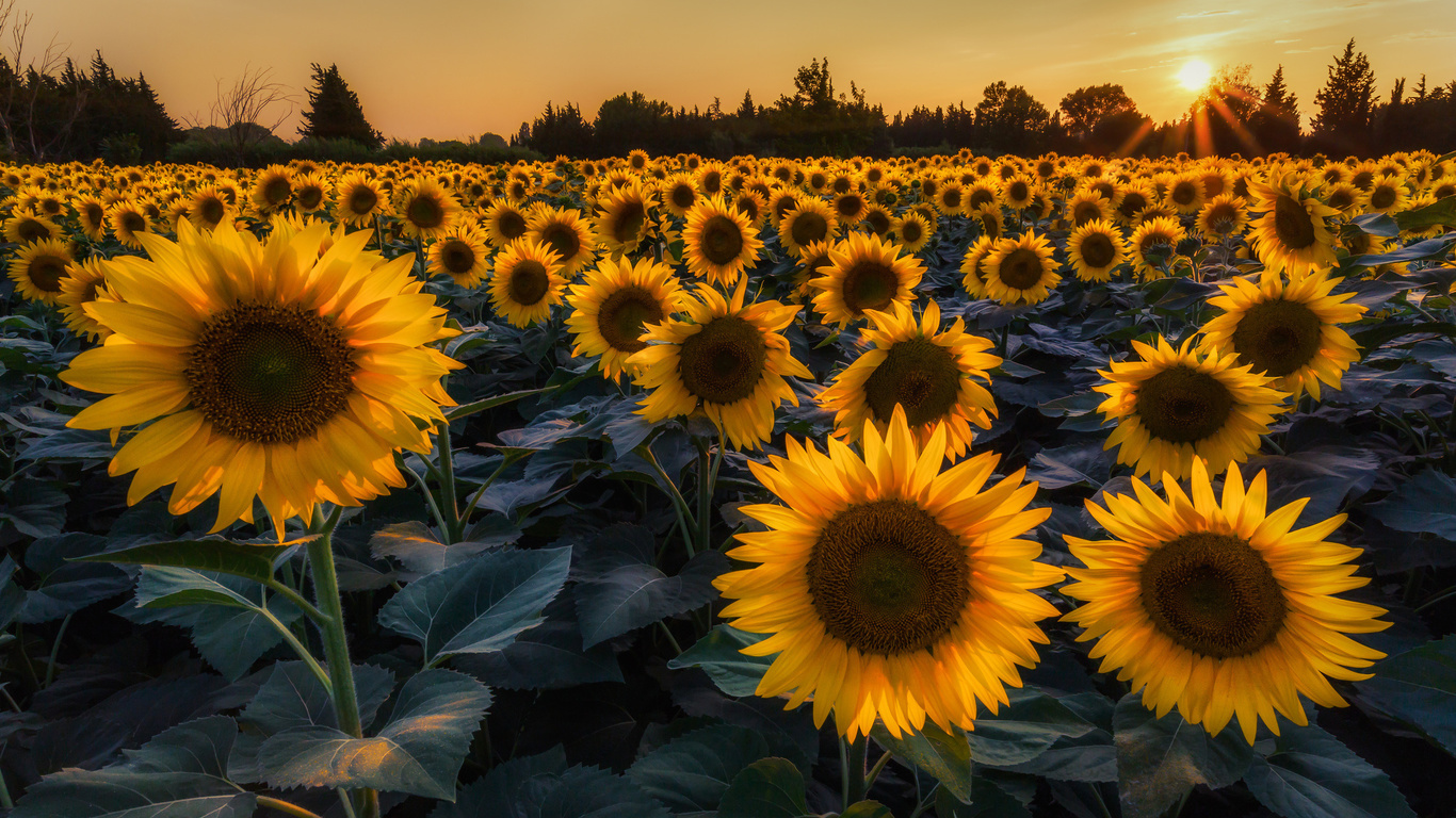 , , , , , , , , , , sky, nature, field, sunflower, sun, sunset, ukraine, background, forest, summer, 