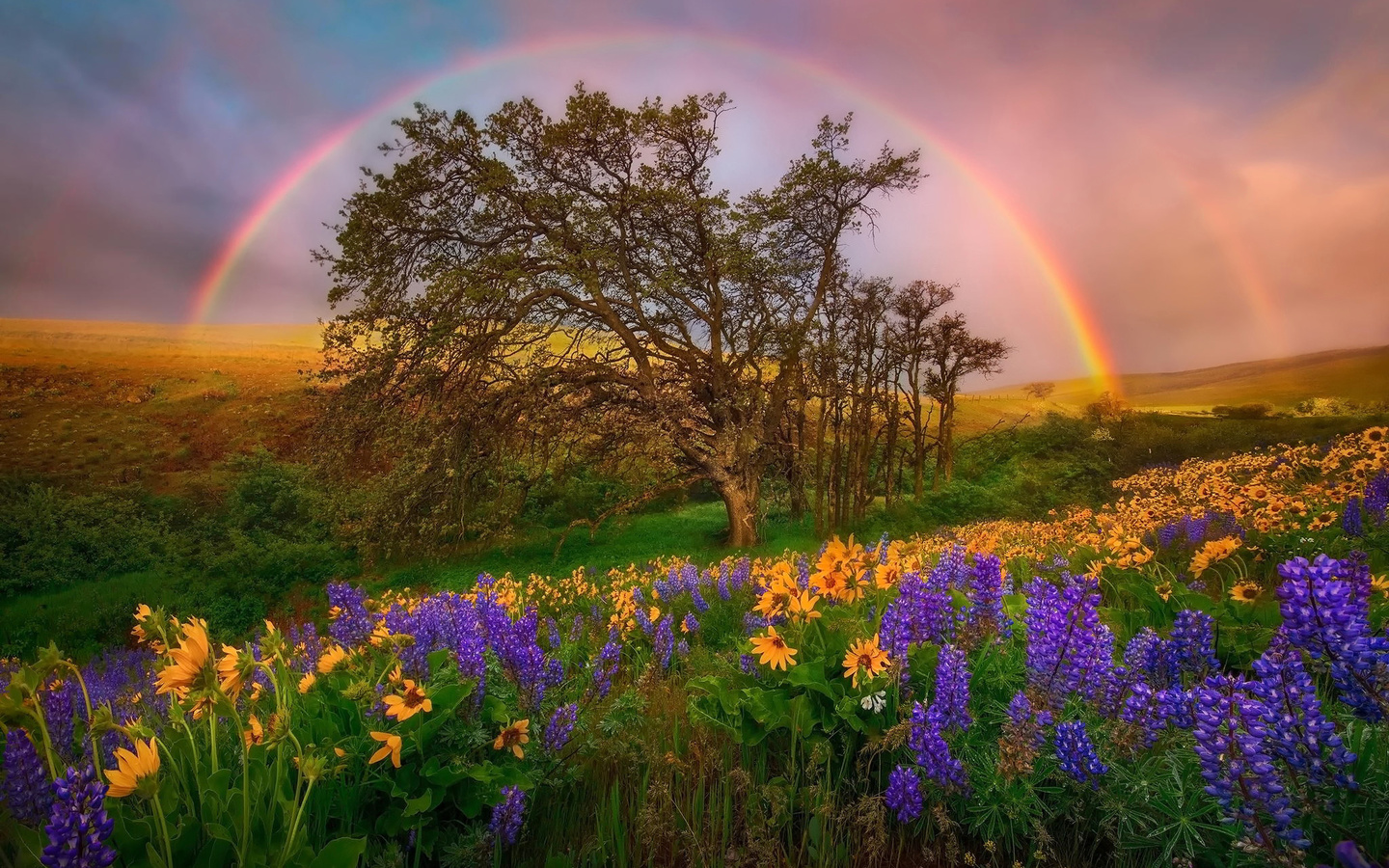  ,  ,  , , , , , , , , marc adamus