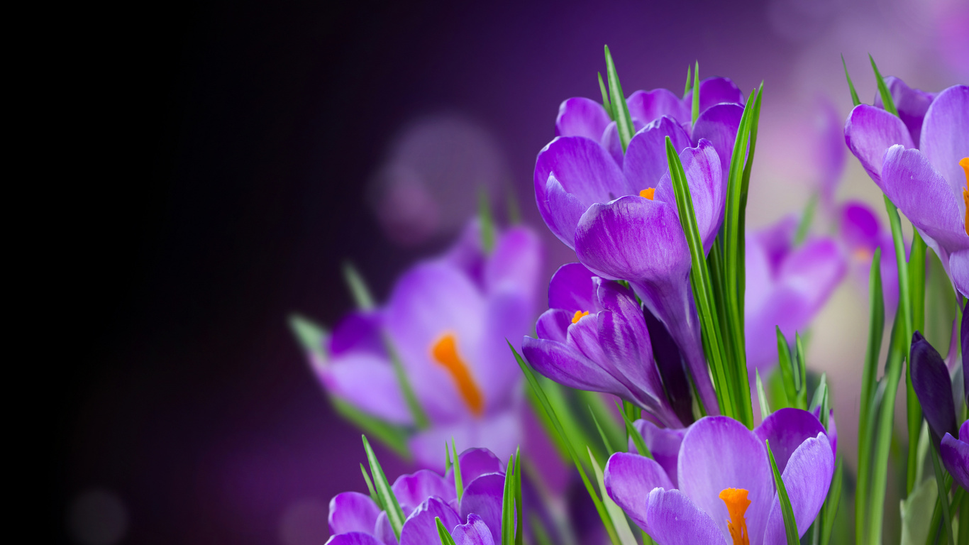 crocus, , petals, beautiful, flower, , flowers, 