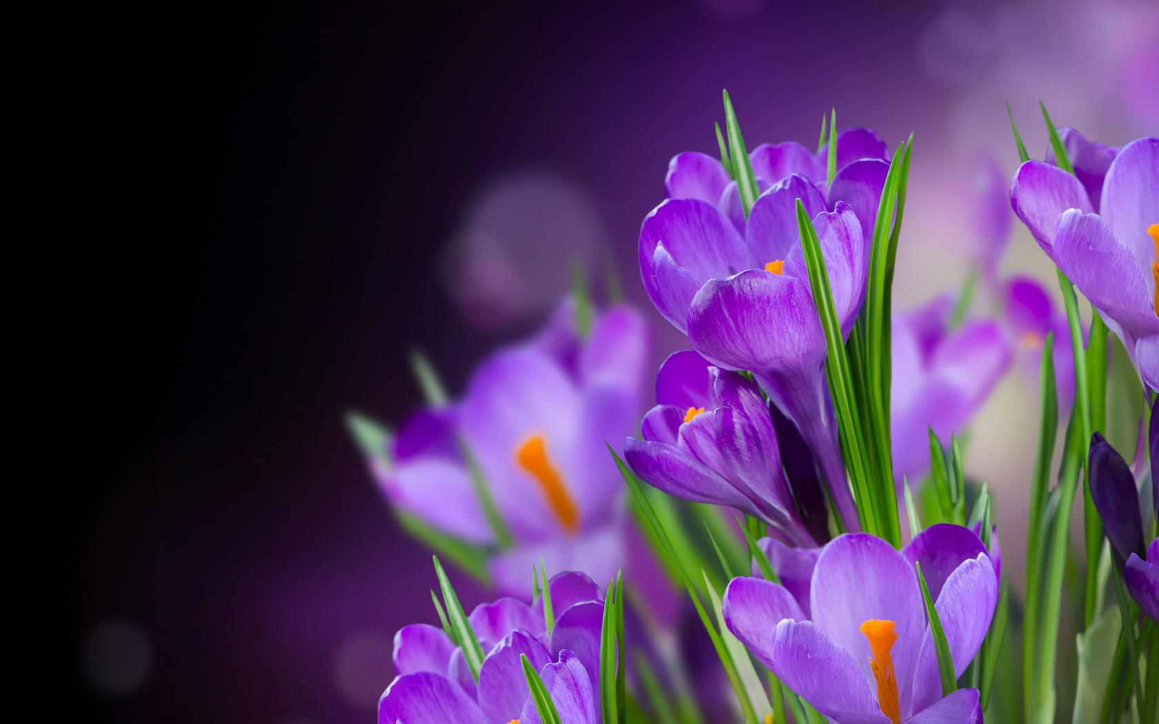 crocus, , petals, beautiful, flower, , flowers, 