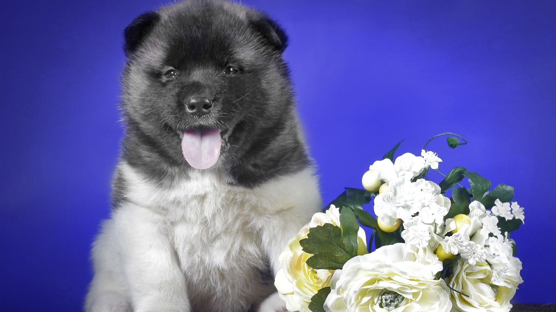 hats, , flowers, , puppy, 