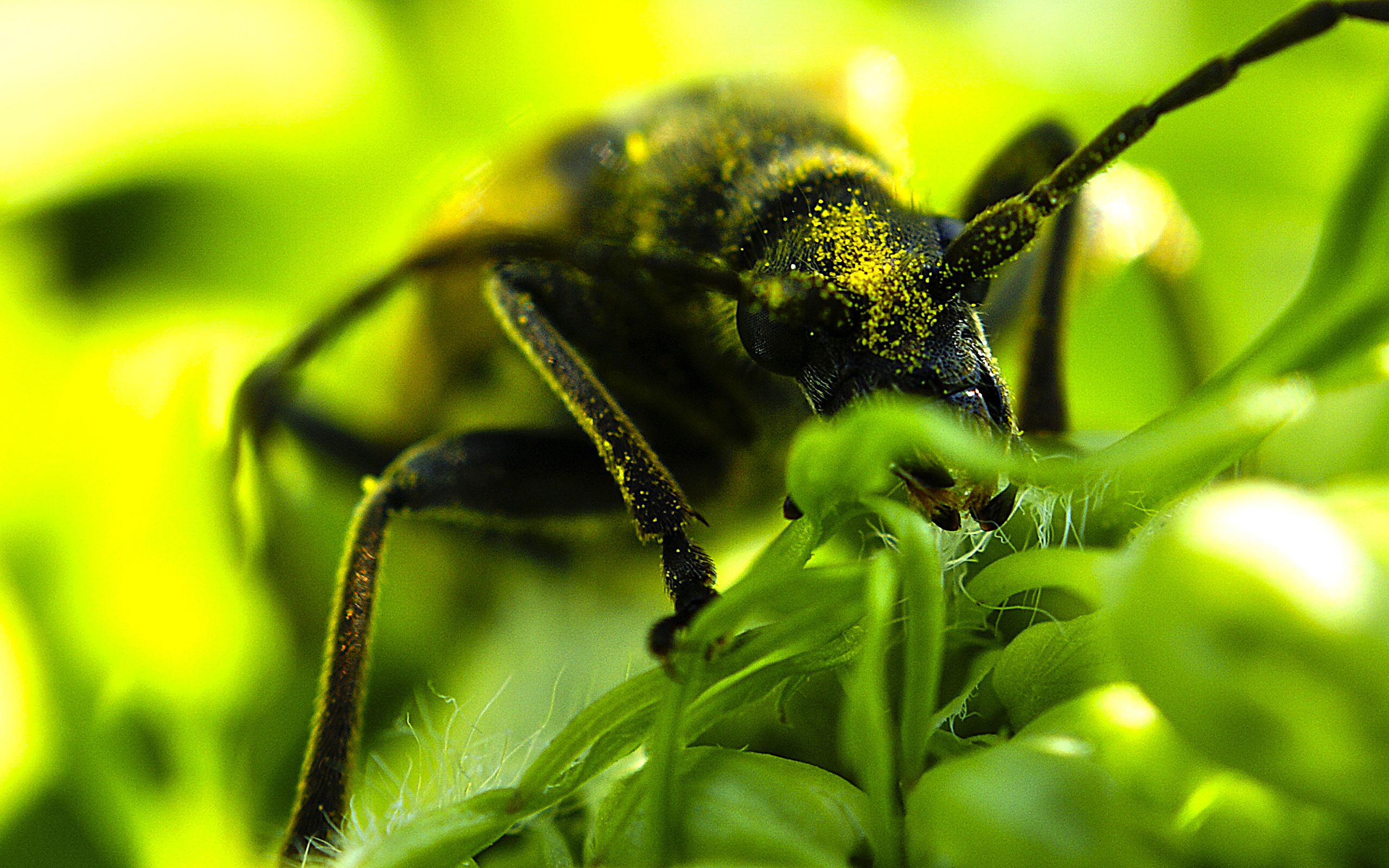 Макрофотографии растений и насекомых