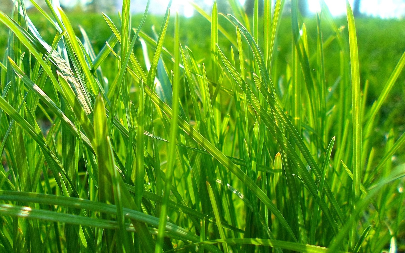 Молодая зеленая травка