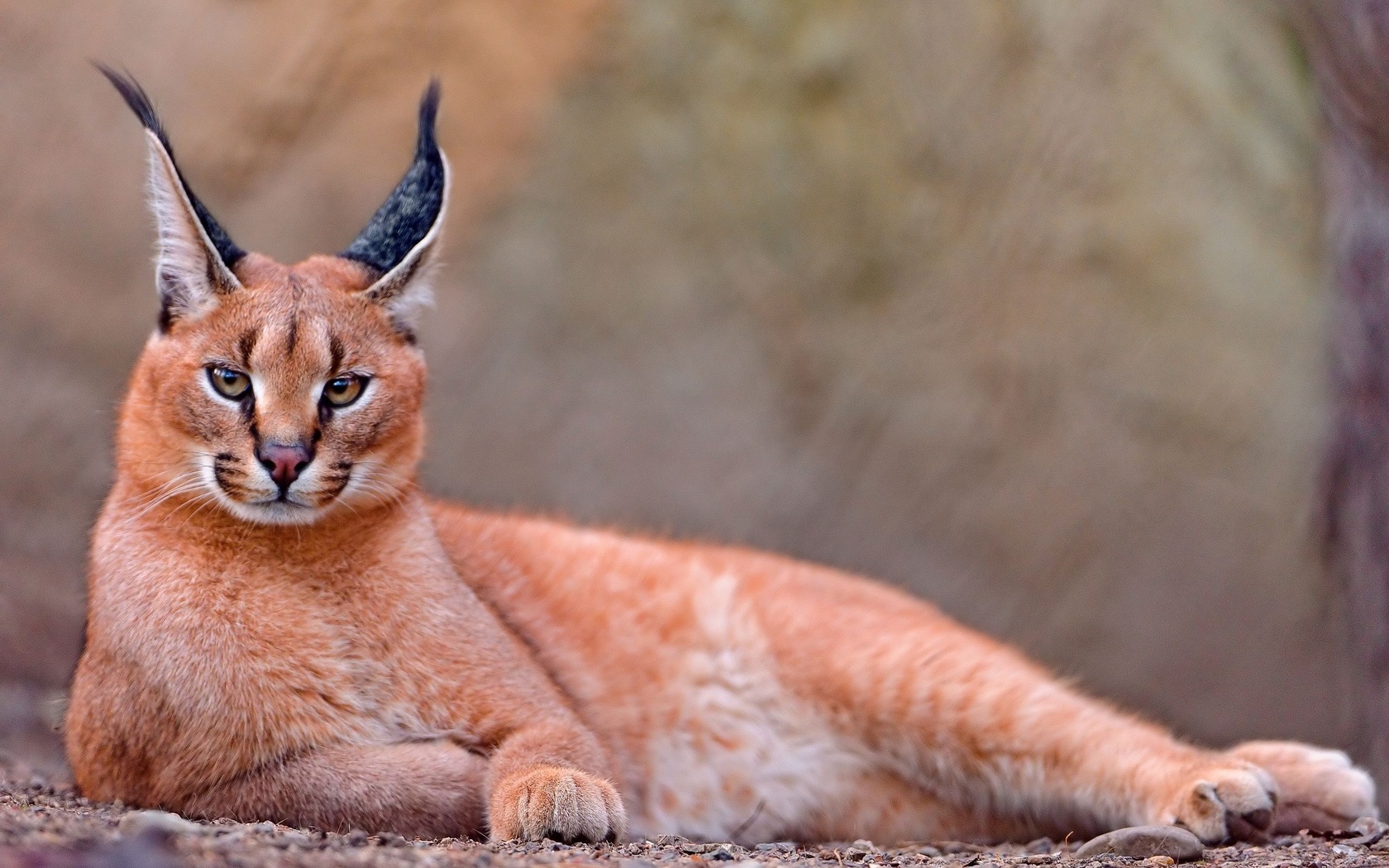 ,  , caracal