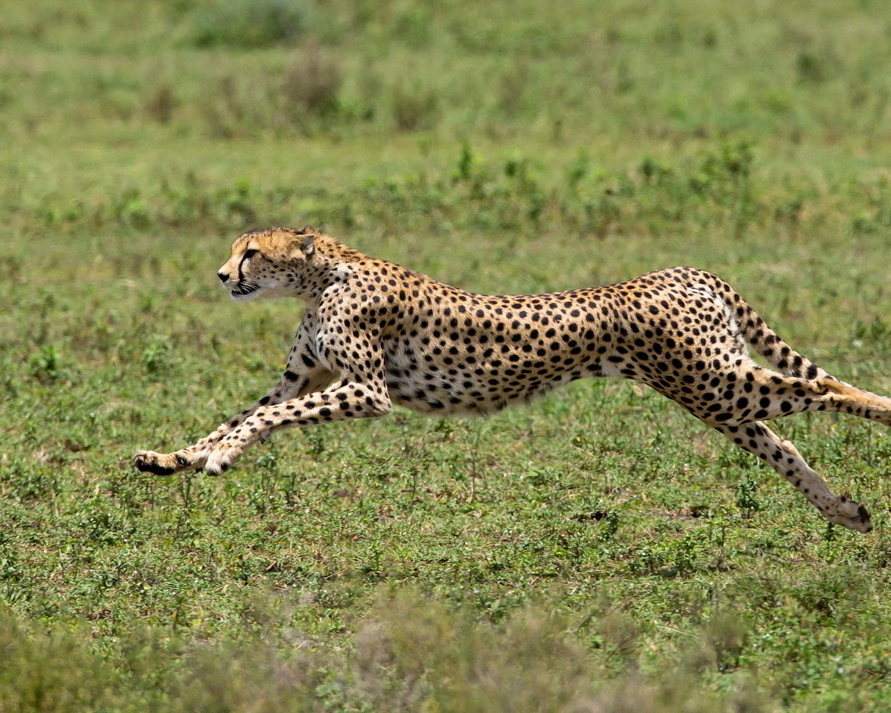 cheetah, acinonyx jubatus, predator, big cat, africa