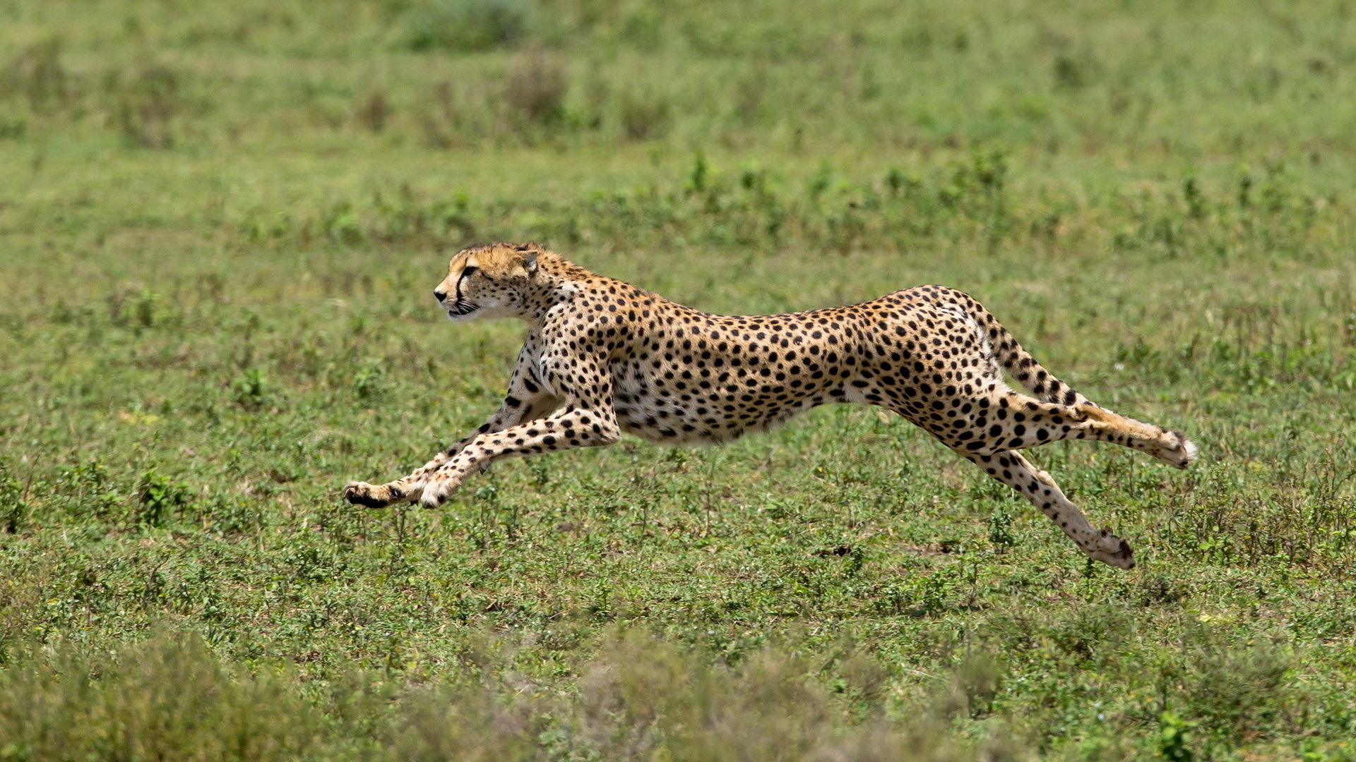 cheetah, acinonyx jubatus, predator, big cat, africa