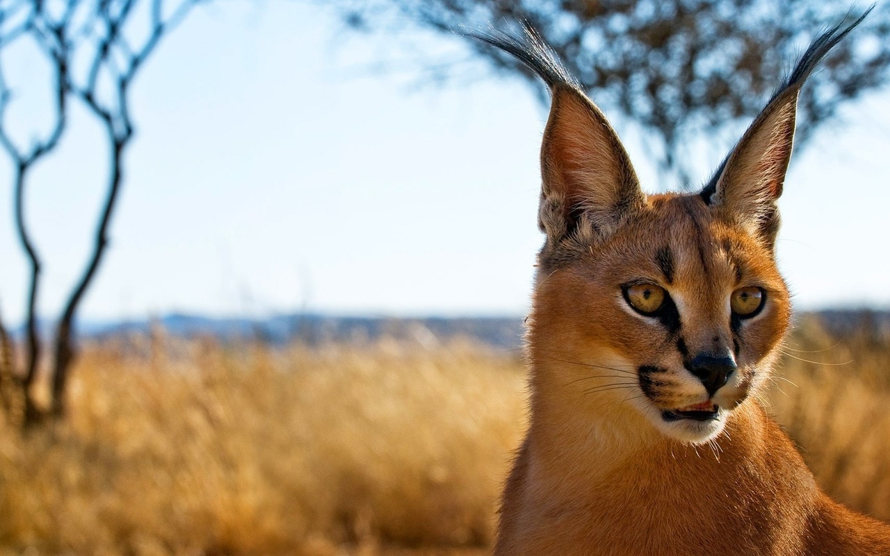 caracal, ,  , , , 