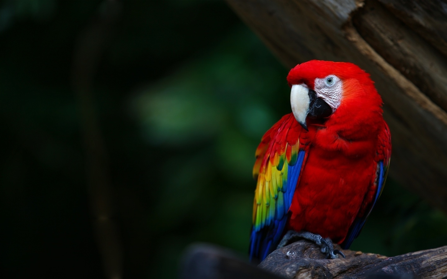 , , , , , , , parrot, ara, colours