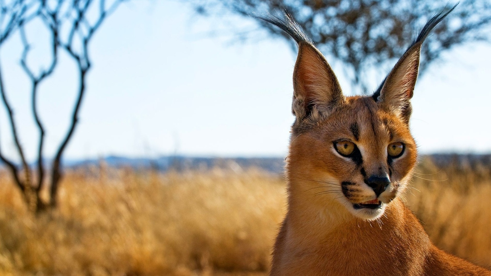 caracal, ,  , , , 