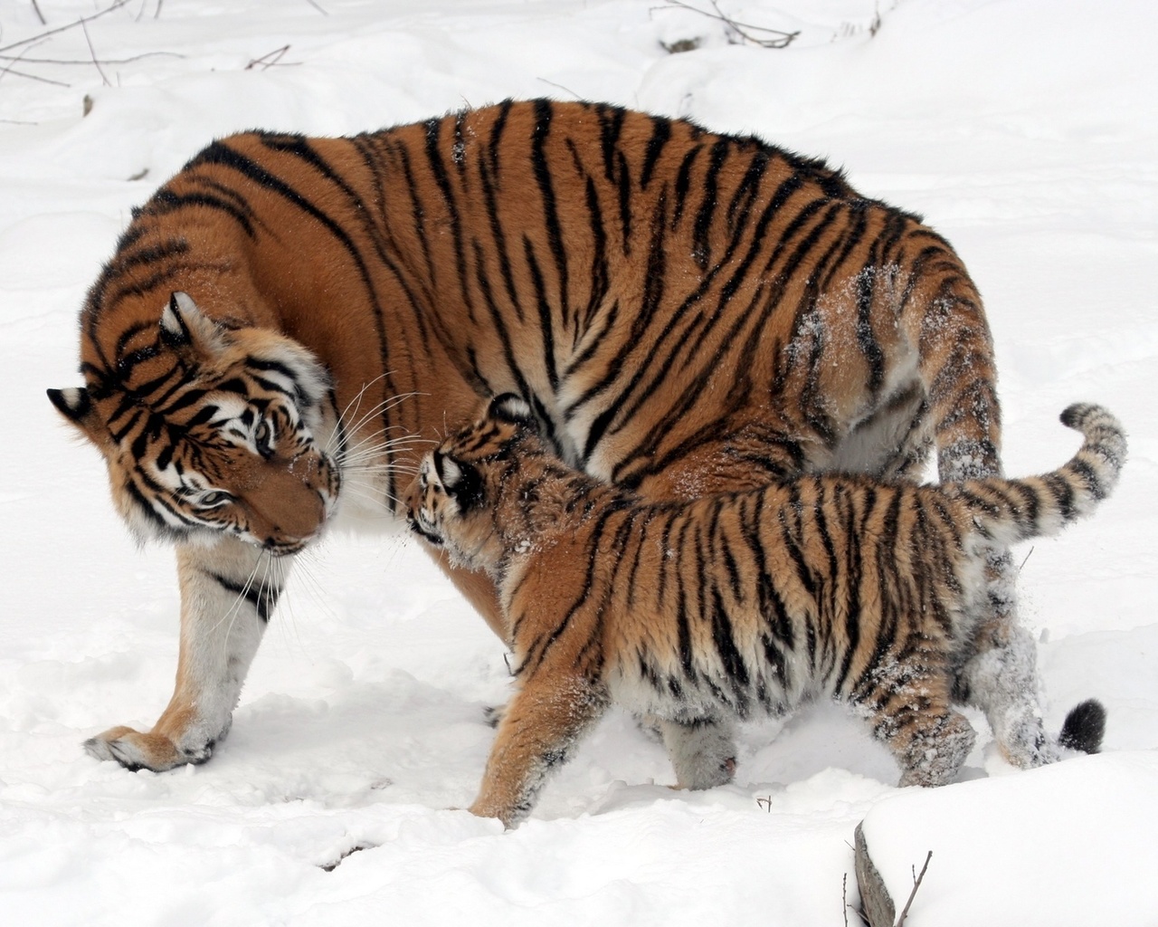 tiger, tree, forest, wild, snow