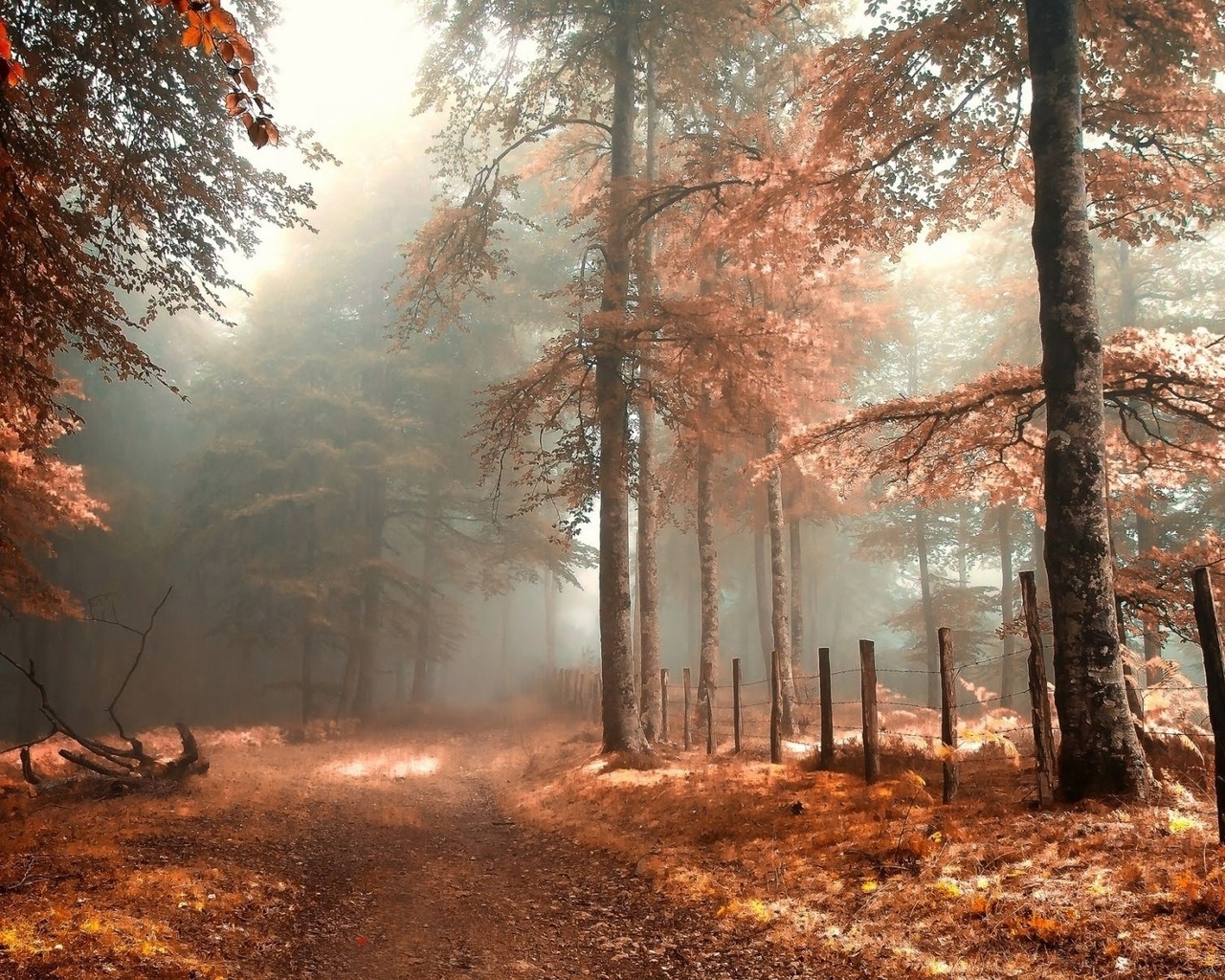 foggy, autumn, forest, leaves, grass, , 