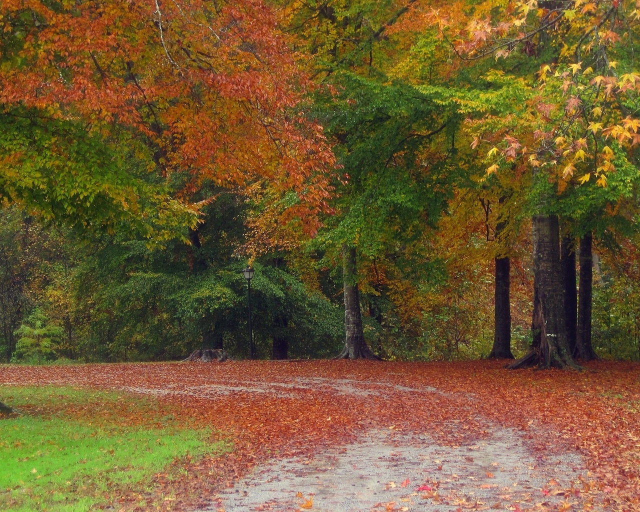 autumn, tree, leaves, rock, green, 