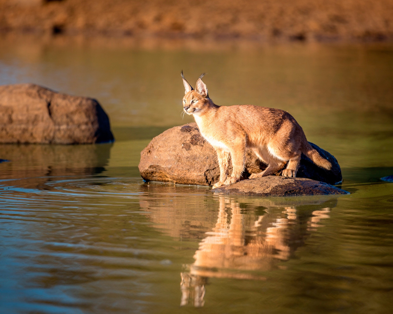 caracal,  , 