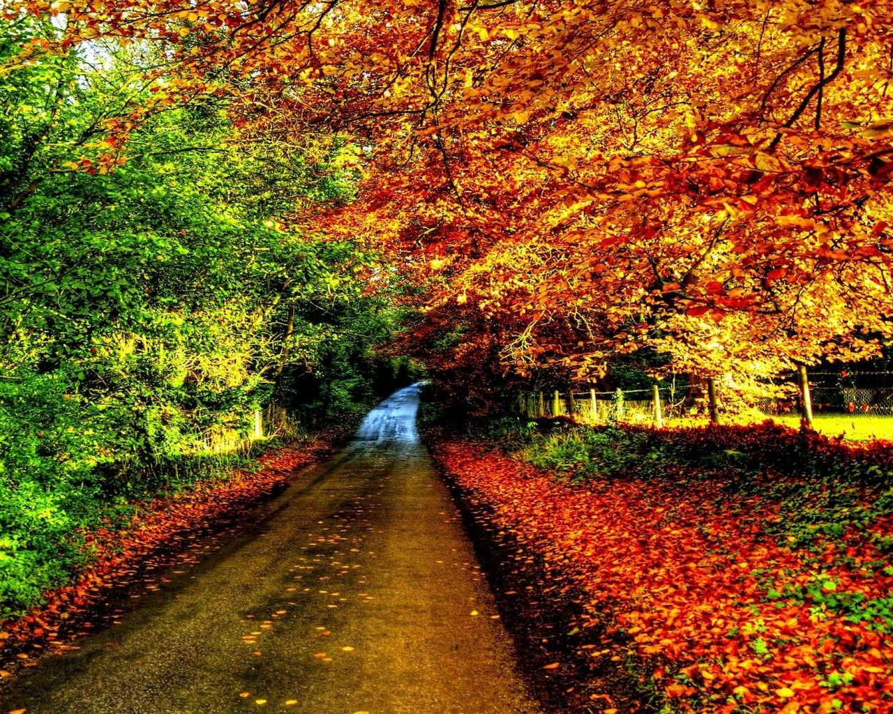 autumn, tree, leaves, rock, green, patch