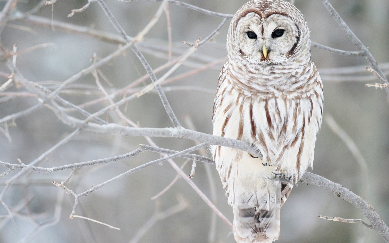 winter, tree, snow, bird, wild