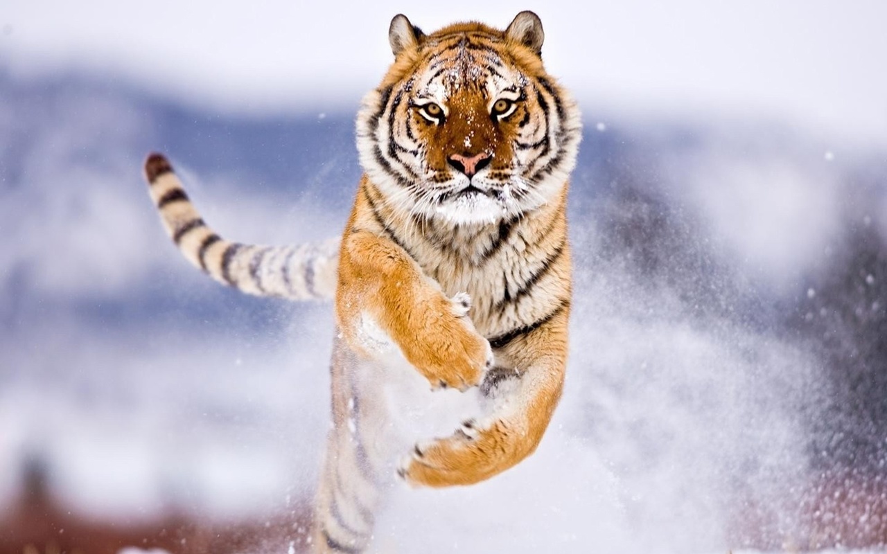 tiger, amur, snow, jump, wild