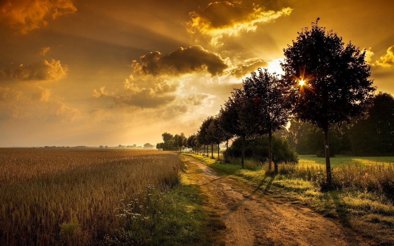 fields, patch, sun, tree, light, sky