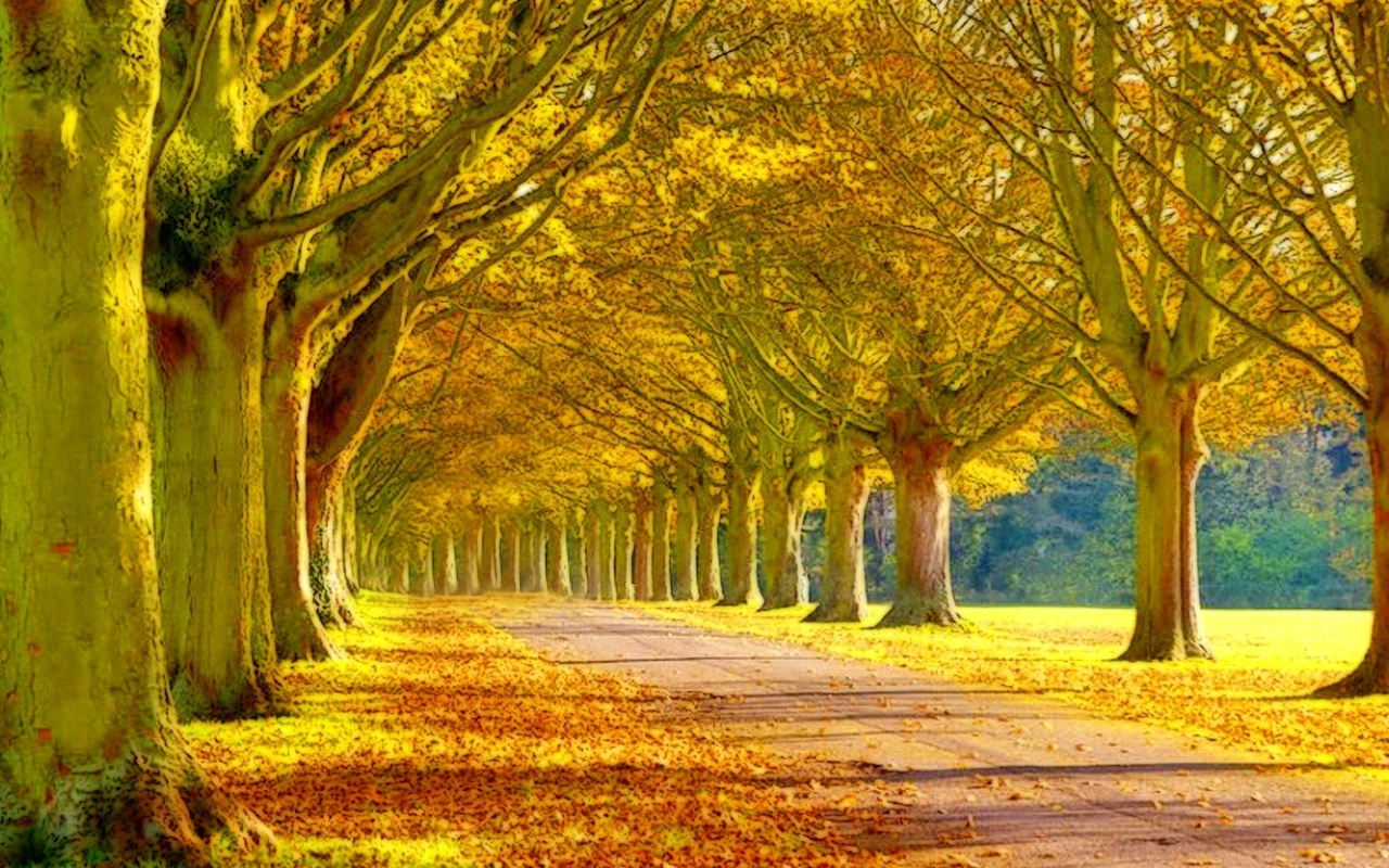 autumn, tree, leaves, rock, green, patch, 