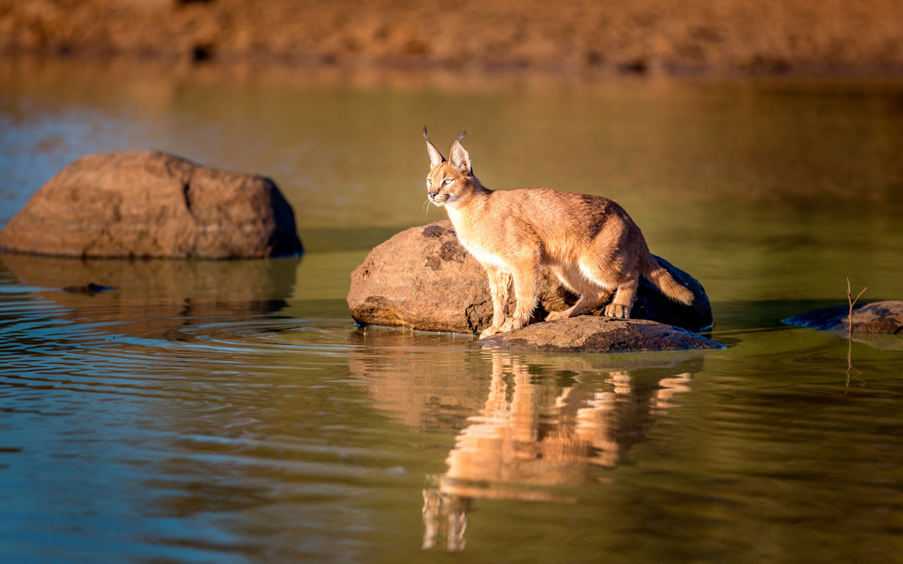 caracal,  , 