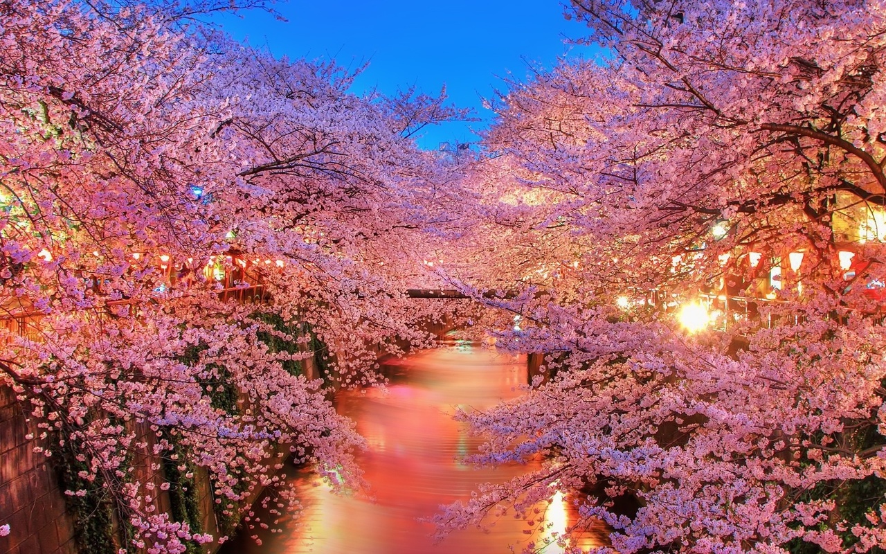 spring, trees, leaves, sky, forest