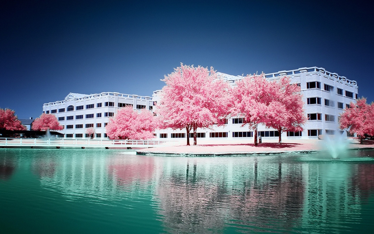 pink, trees, water, fount, building, sky, , 