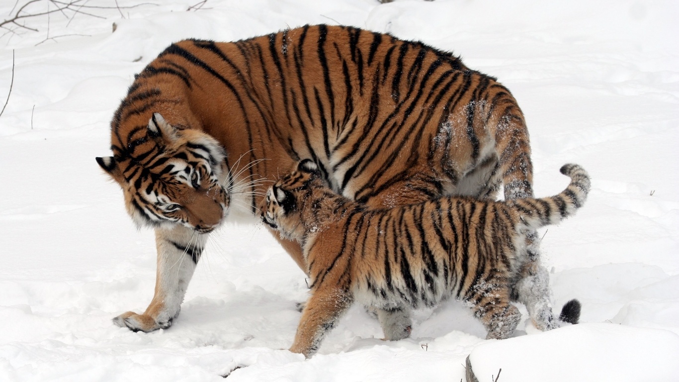 tiger, tree, forest, wild, snow