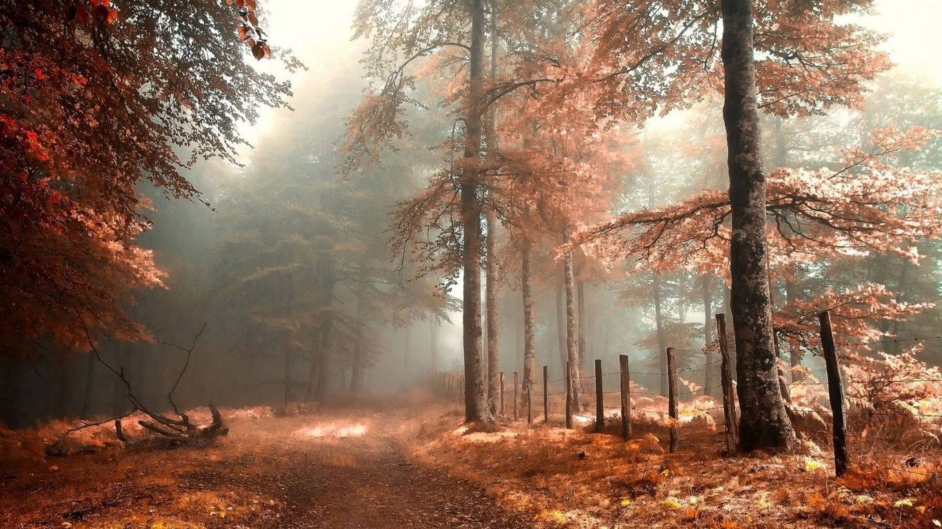 foggy, autumn, forest, leaves, grass, , 