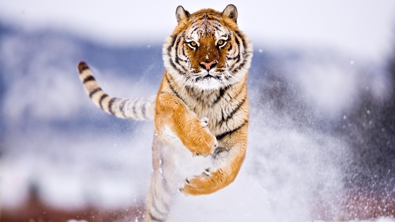 tiger, amur, snow, jump, wild