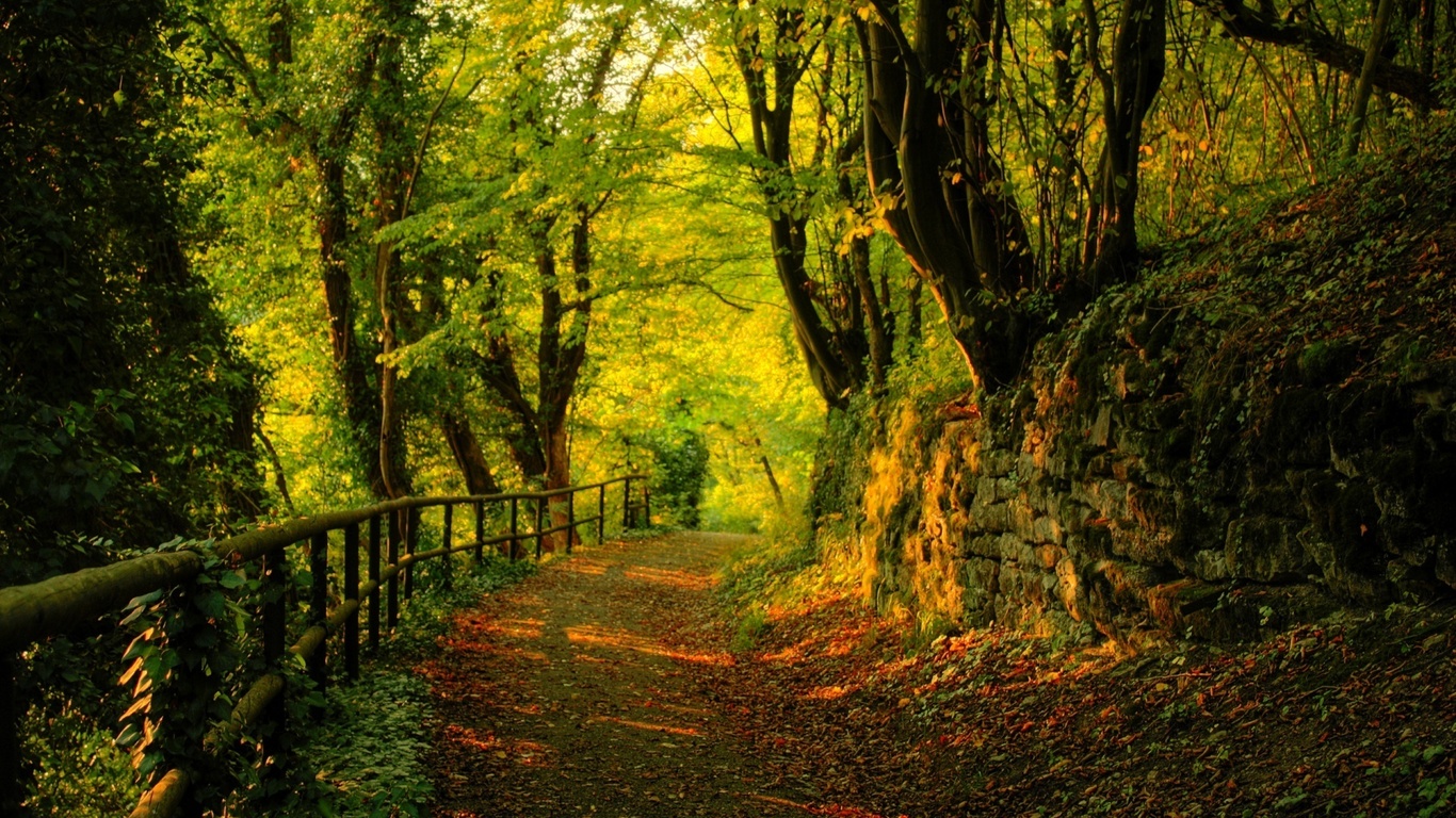 autumn, tree, leaves, rock, green, patch