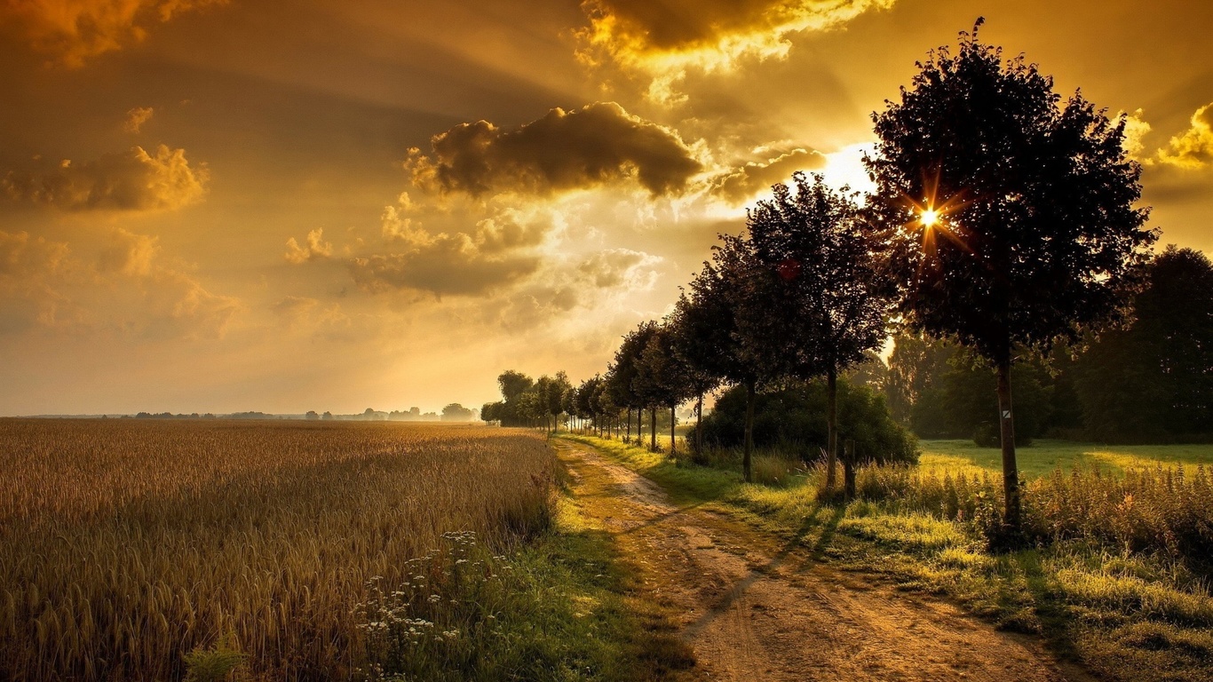 fields, patch, sun, tree, light, sky