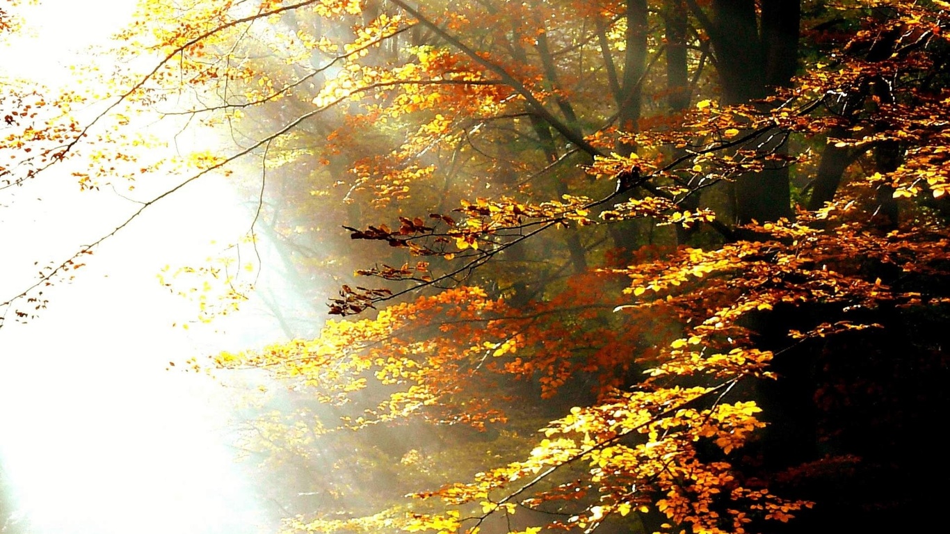 forest, ray, light, sunlight, autumn, trees, 