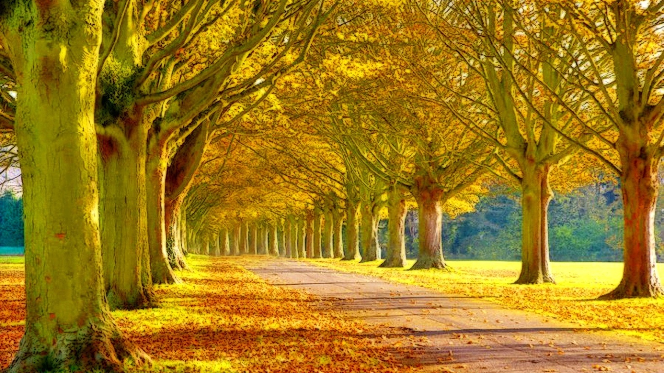 autumn, tree, leaves, rock, green, patch, 