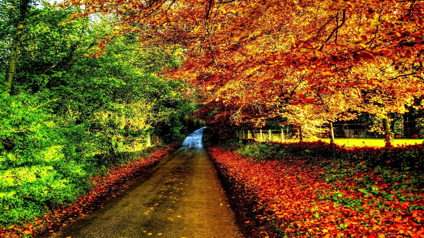 autumn, tree, leaves, rock, green, patch