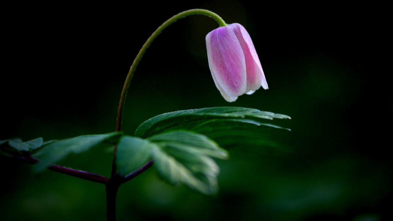 flower, petalo, branch, tree, purple