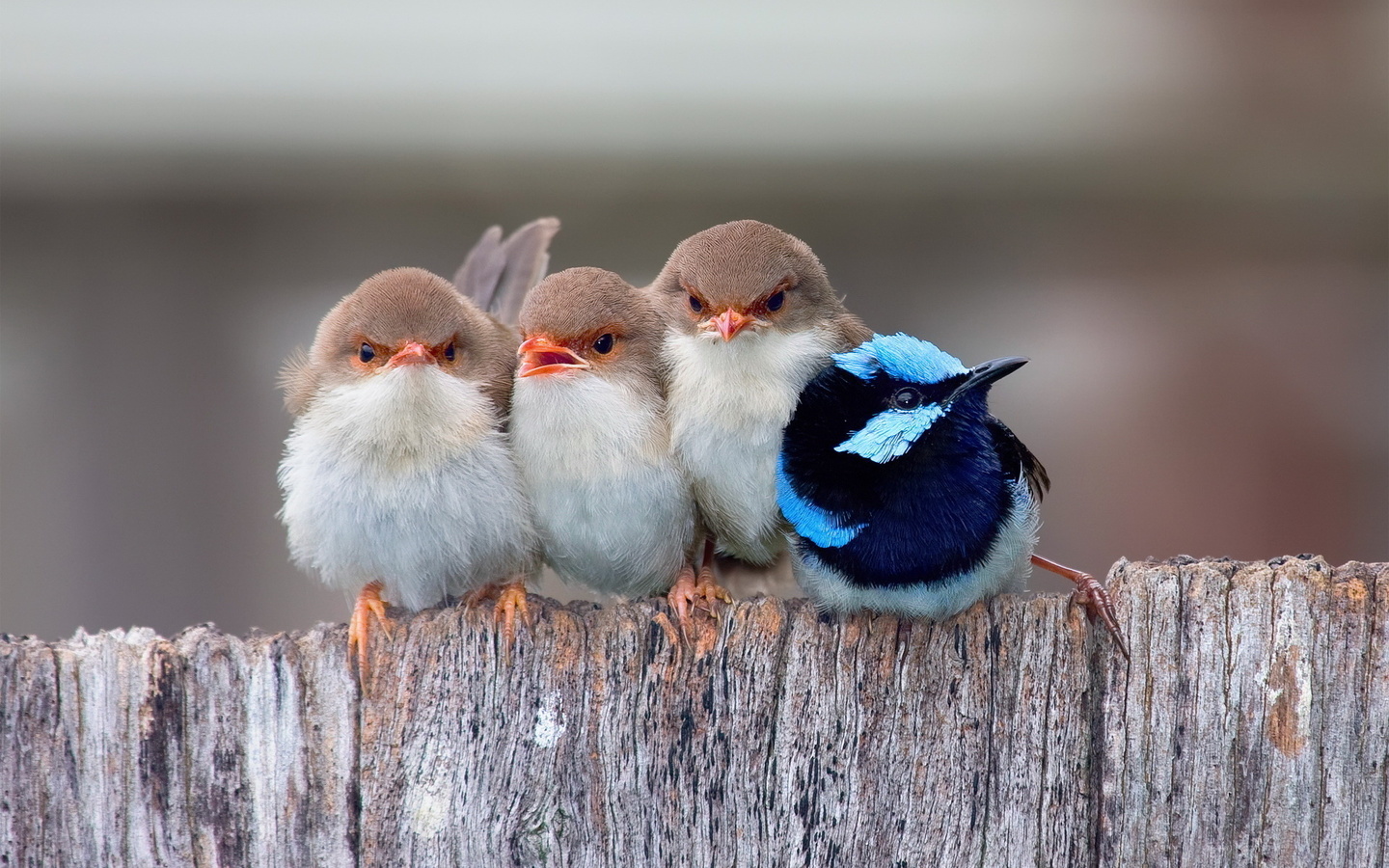 brids, fence, fly, sky, wild