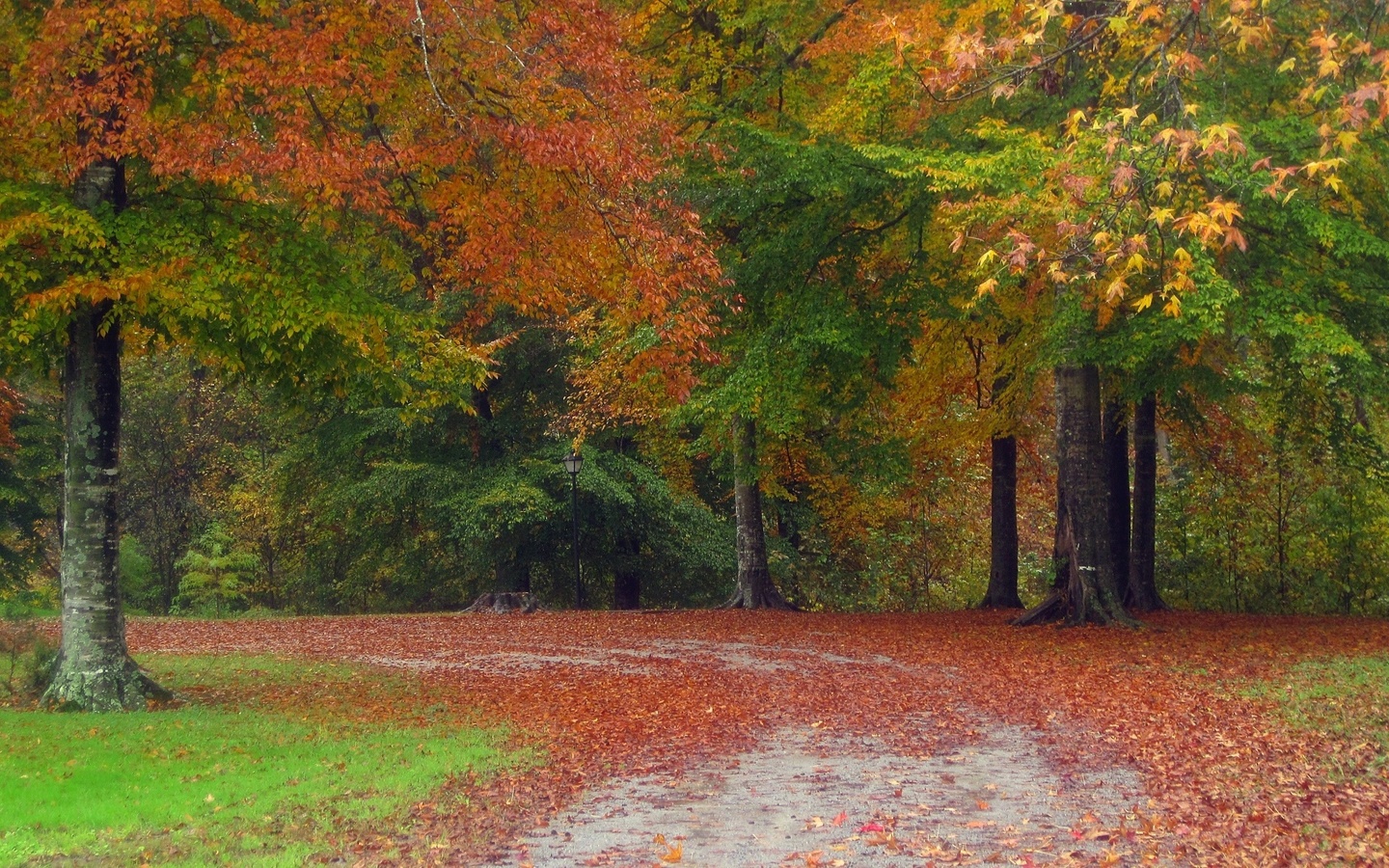 autumn, tree, leaves, rock, green, 