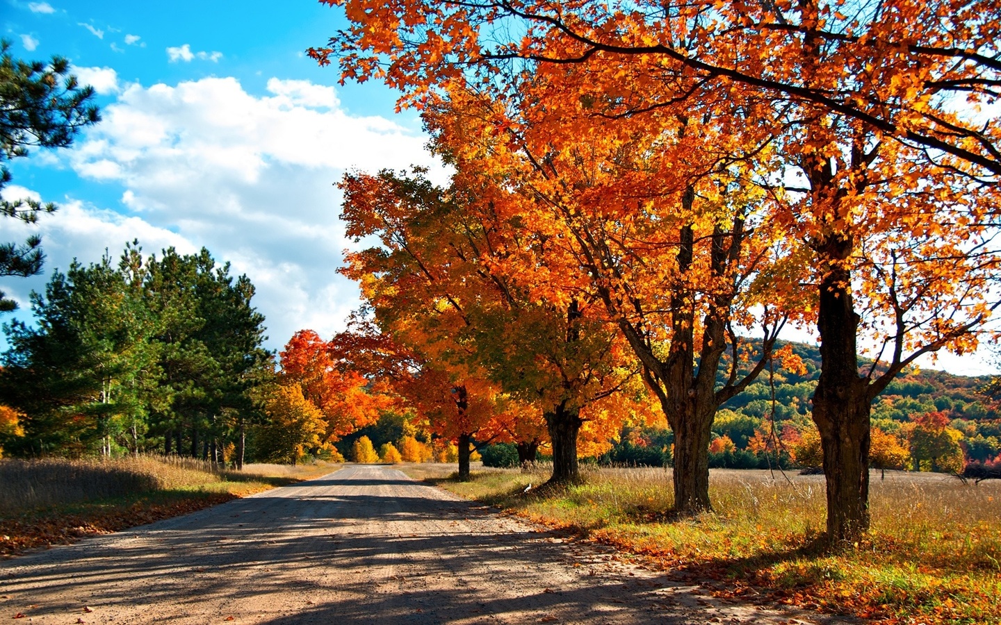 autumn, tree, leaves, rock, green, patch, ,, 