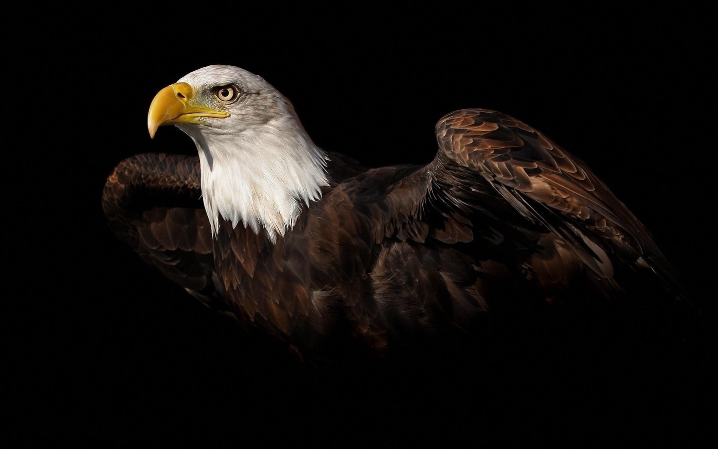 , , , animal, eagle